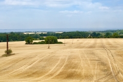 Getreidefelder